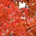 20051119_oyanagawatrip_033